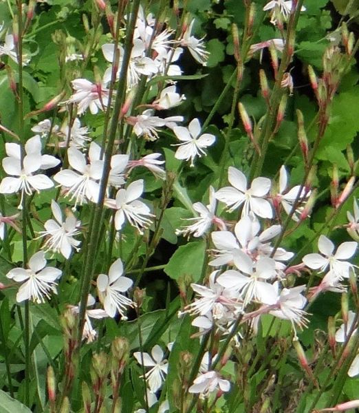 Gaura lindheimeri 'The Bride'